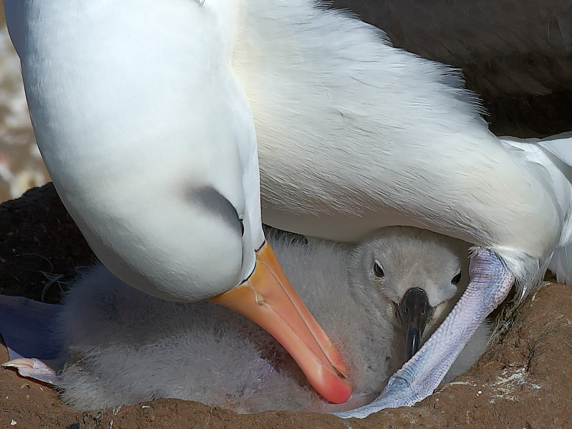 Schwarzbrauen Albatros mit Küken